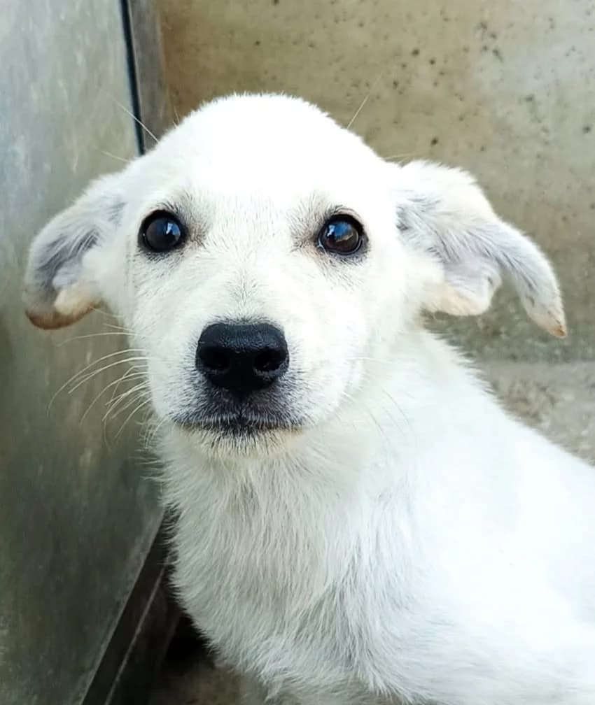 Skyla, female young Mixed Breed for adoption at Seelen für Seelchen e.V., Alfter