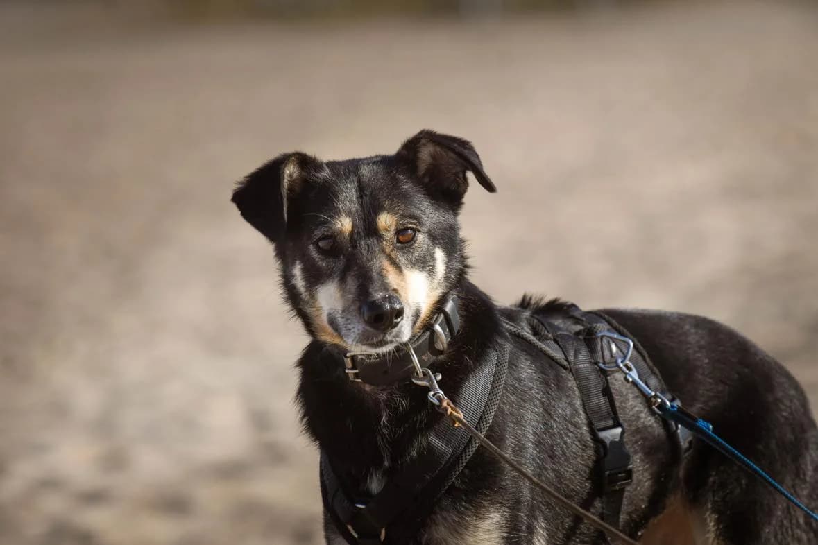 Solana, female 5yo Mixed Breed for adoption at Seelen für Seelchen e.V., Alfter