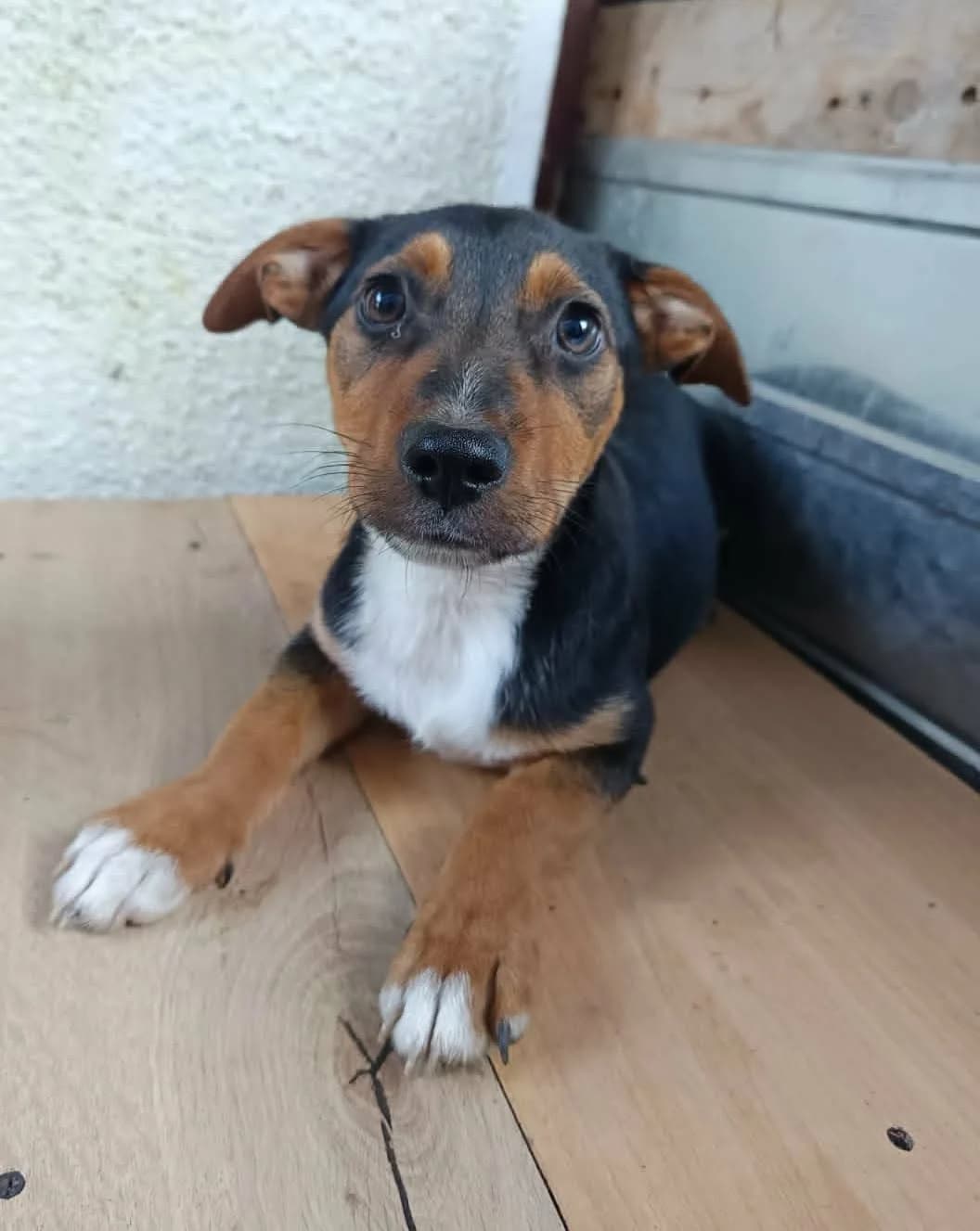 Spotty, weiß male young Mixed Breed for adoption at Seelen für Seelchen e.V., Alfter