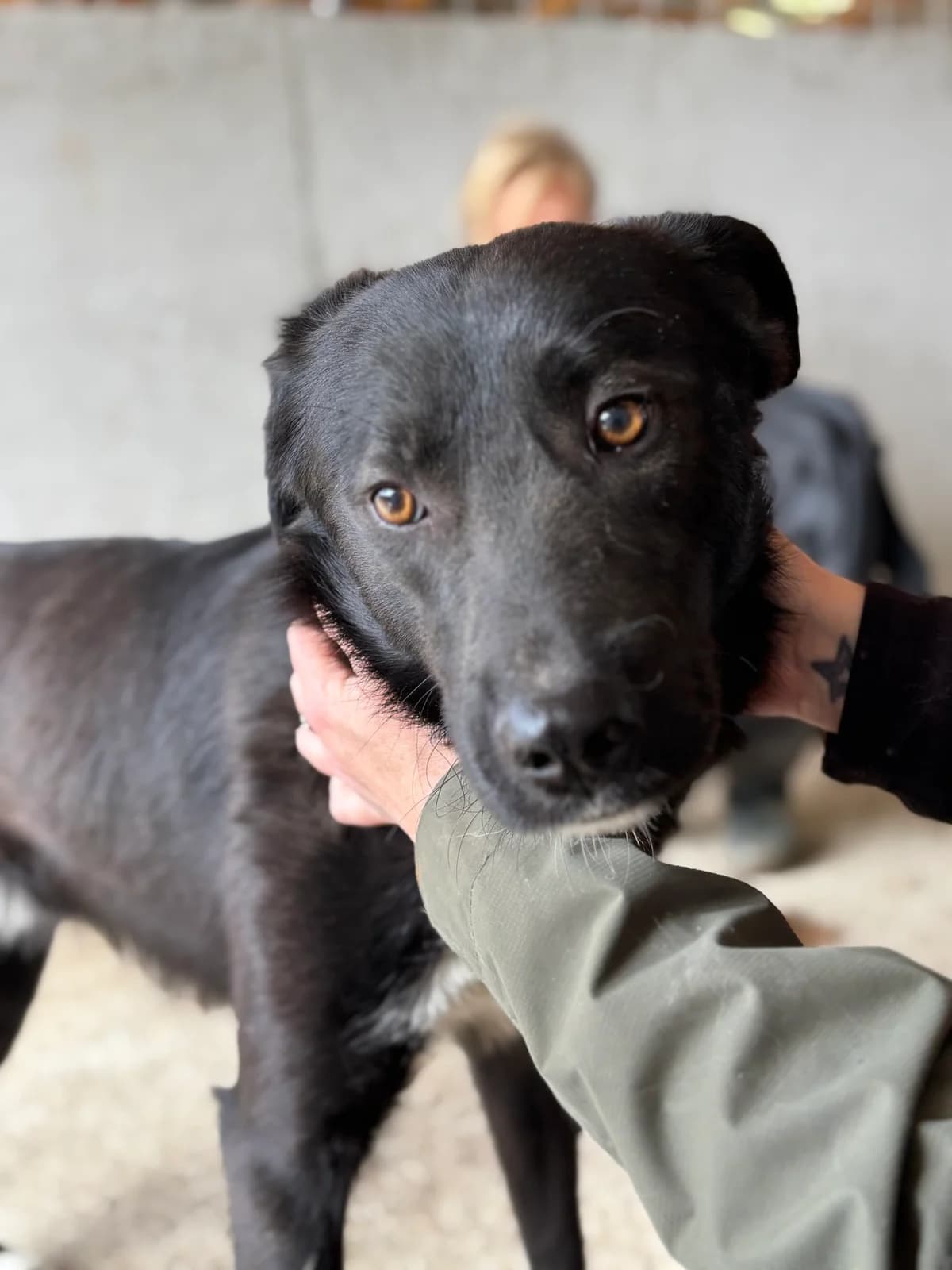 Taiyo, male senior Mixed Breed for adoption at Seelen für Seelchen e.V., Alfter