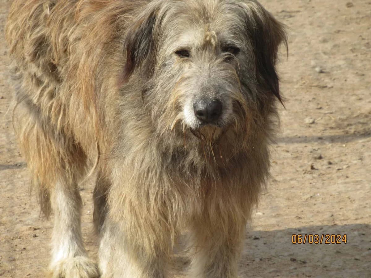 Willi G, female senior Mixed Breed for adoption at Seelen für Seelchen e.V., Alfter