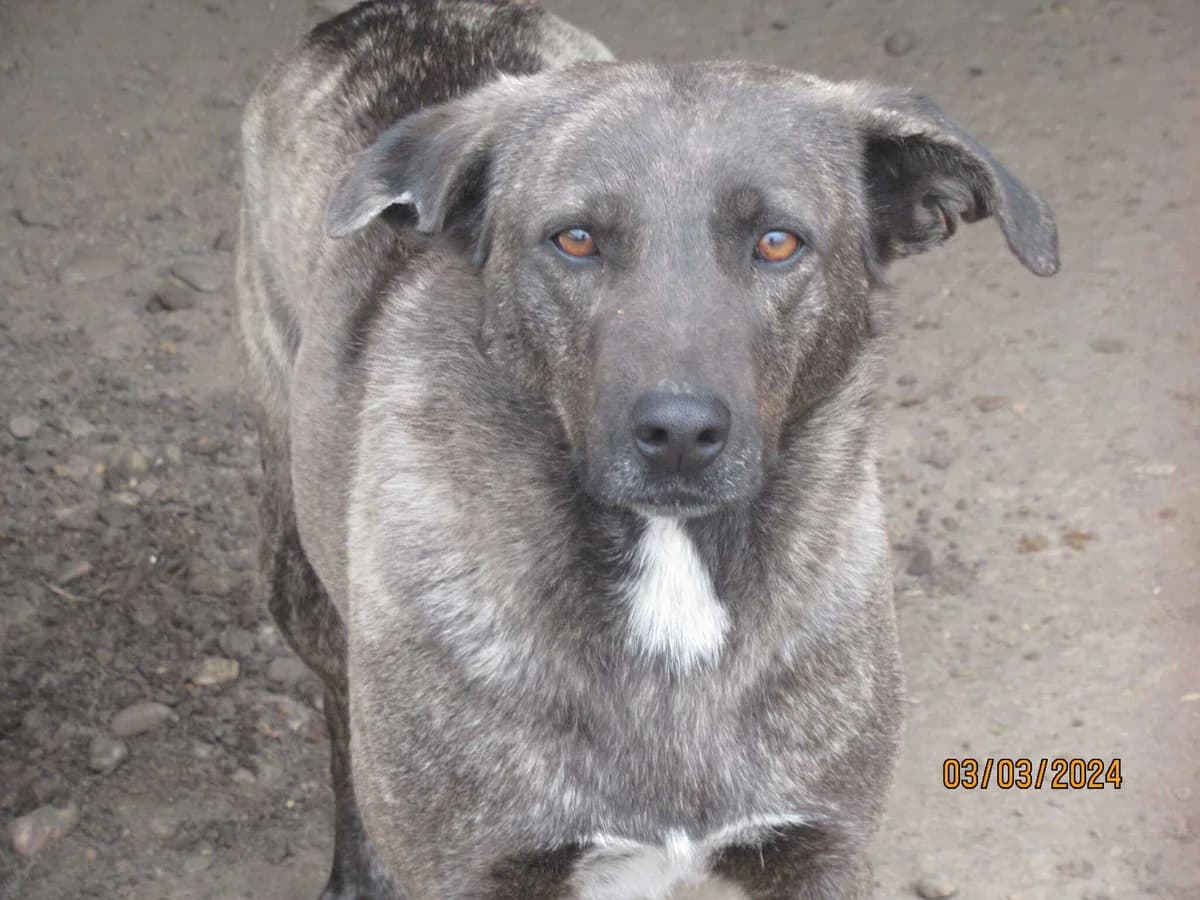 Ricco, male senior Mixed Breed for adoption at Seelen für Seelchen e.V., Alfter