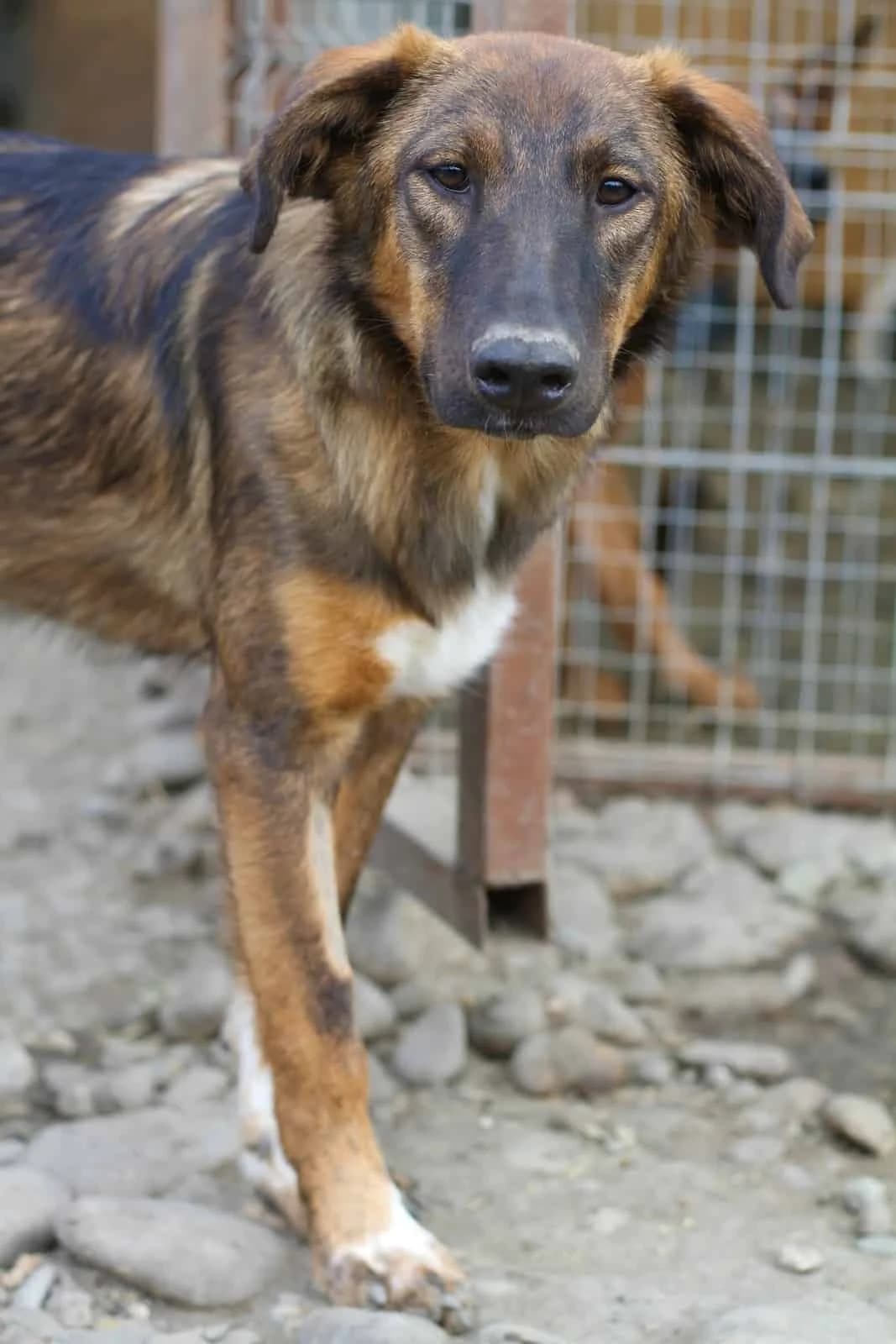 Nala R, female senior Mixed Breed for adoption at Seelen für Seelchen e.V., Alfter