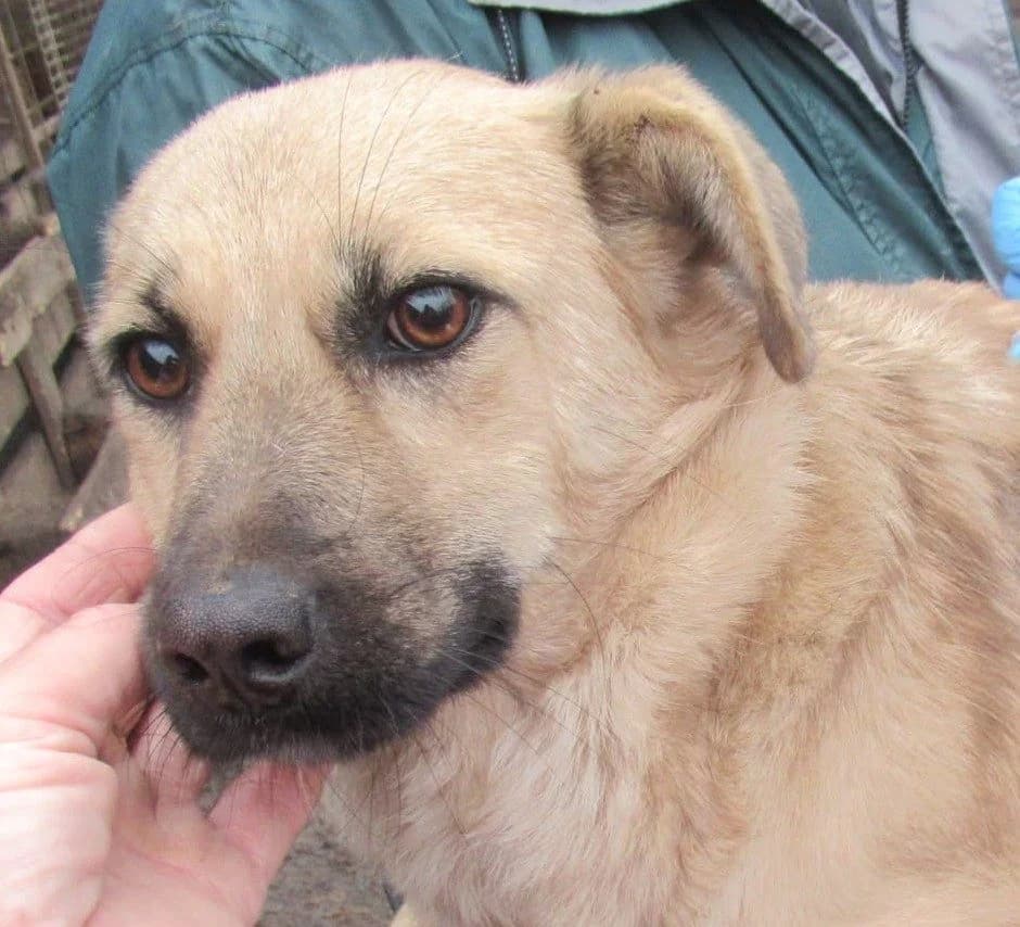 Xena, female senior Mixed Breed for adoption at Seelen für Seelchen e.V.