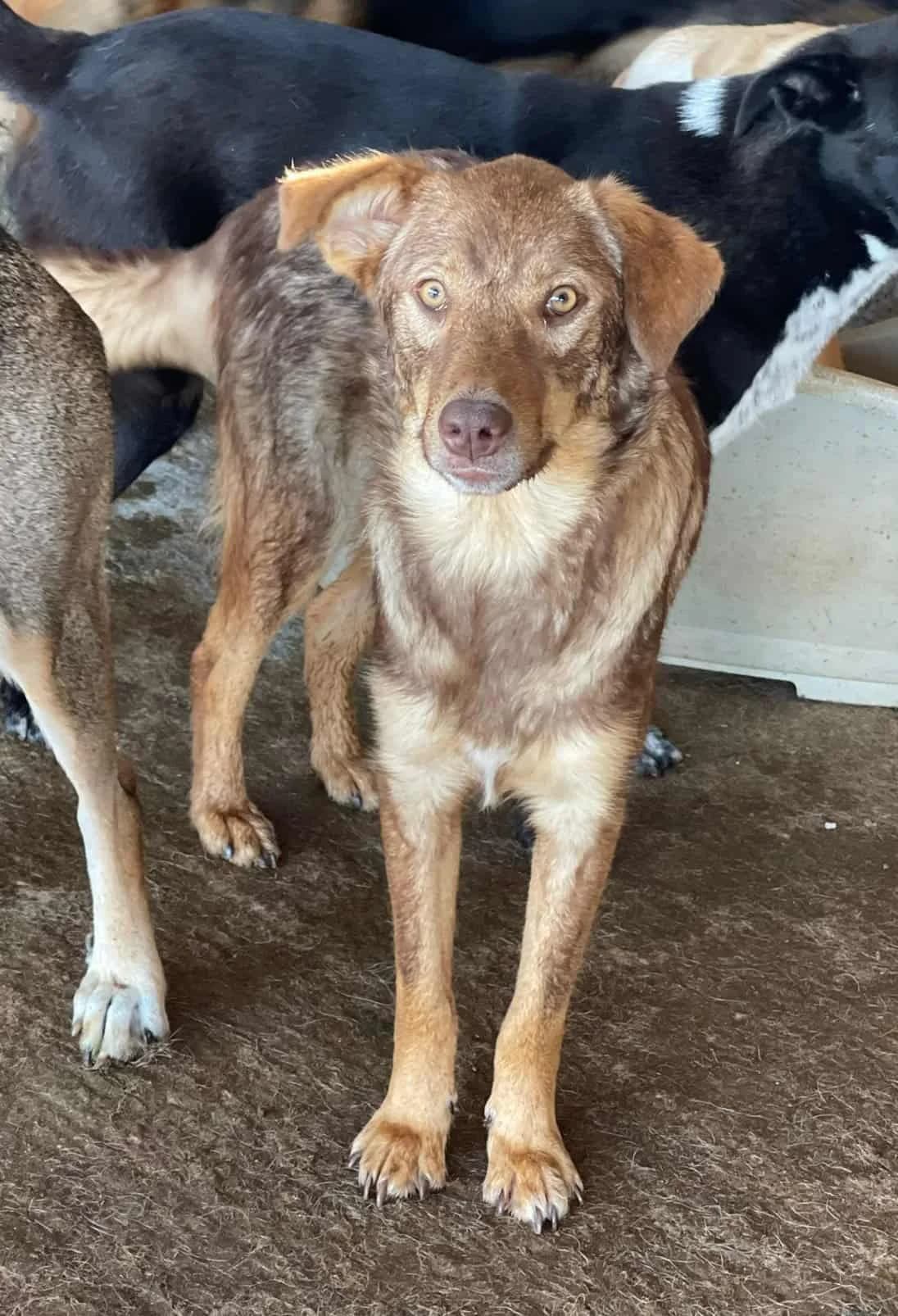 Zuri, female senior Mixed Breed for adoption at Seelen für Seelchen e.V., Alfter