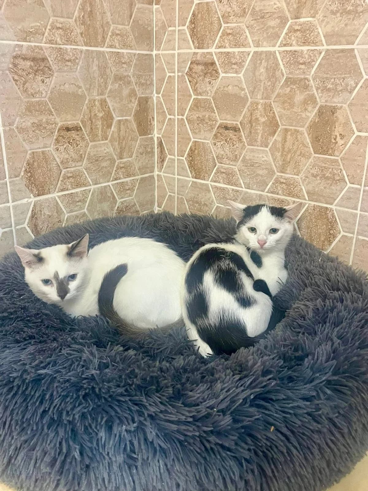 Agnes und Alma, female puppy Mixed Breed for adoption at Seelenkatzen e.V., Barsinghausen