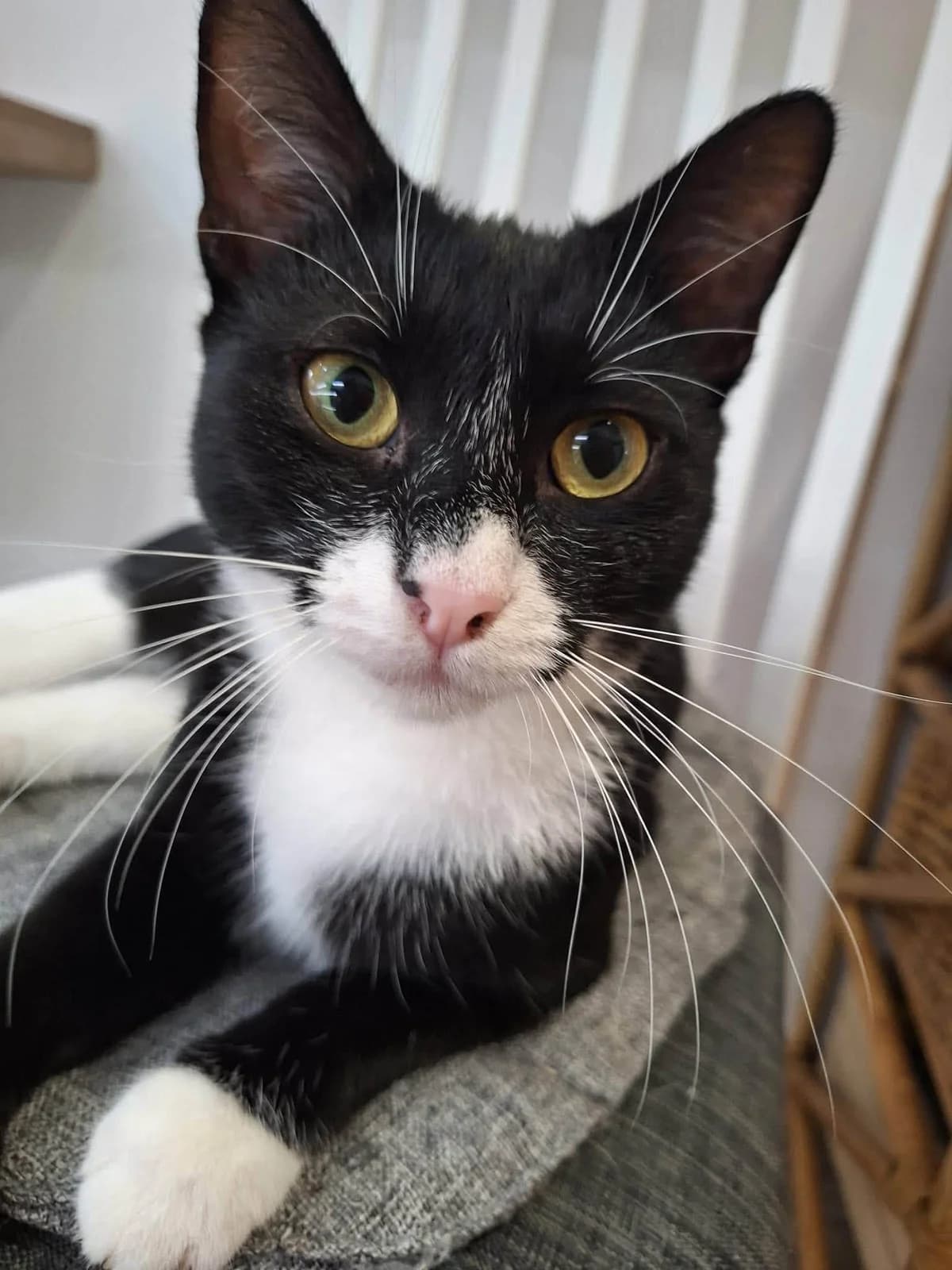Annabell, female Mixed Breed for adoption at Seelenkatzen e.V., Barsinghausen