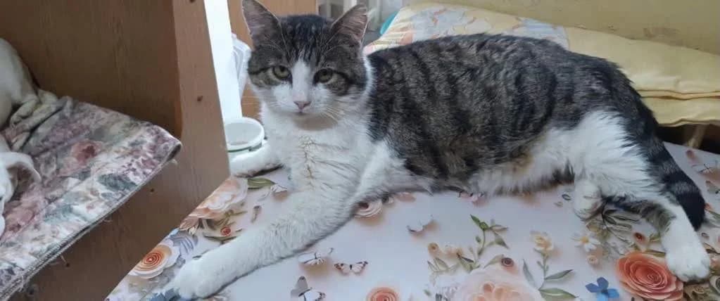Axel, male 6yo Mixed Breed for adoption at Seelenkatzen e.V., Barsinghausen