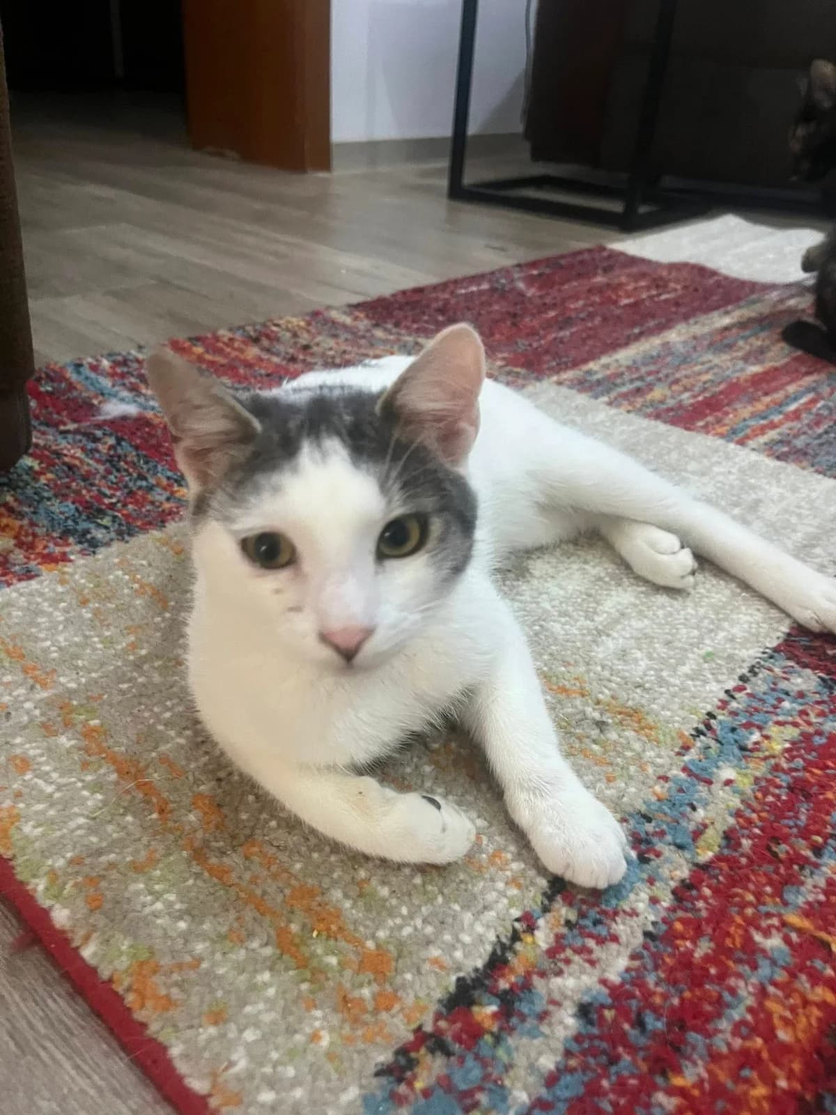 Casper, male Mixed Breed for adoption at Seelenkatzen e.V., Barsinghausen