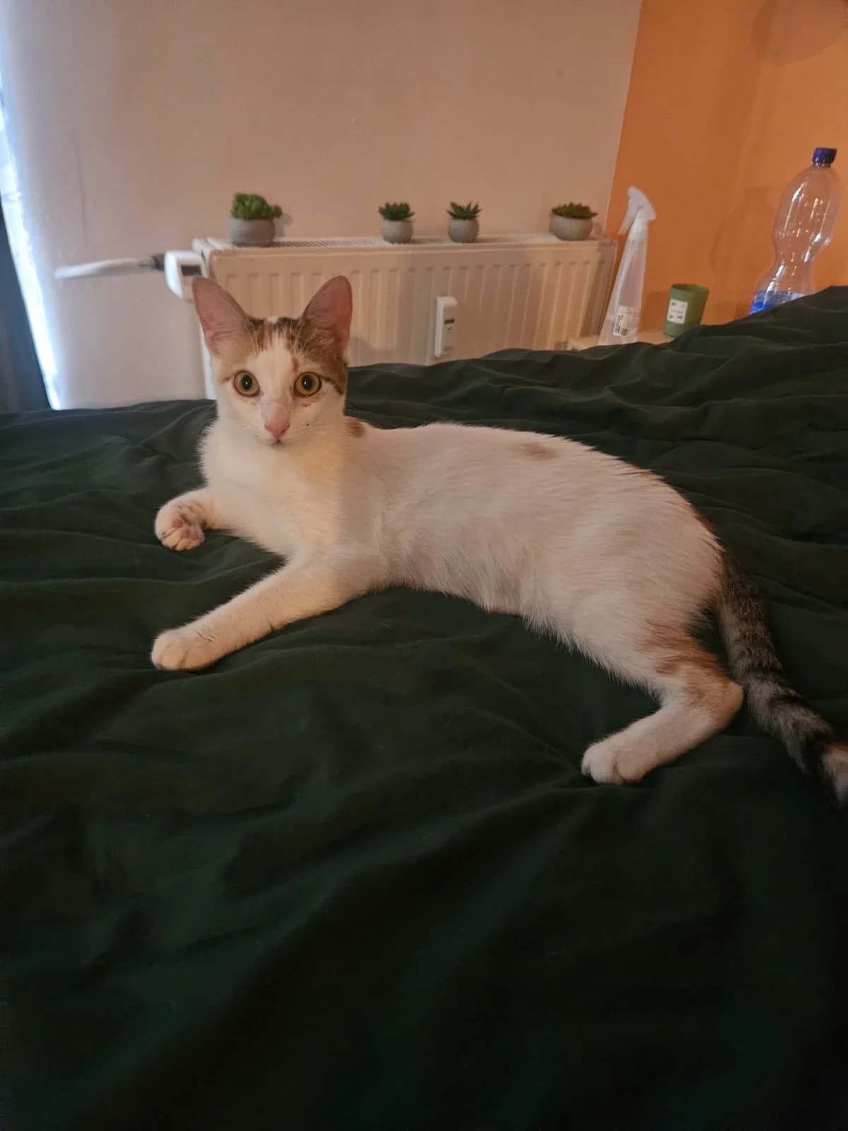 Cleo – Im neuen Zuhause, female young Mixed Breed for adoption at Seelenkatzen e.V., Barsinghausen
