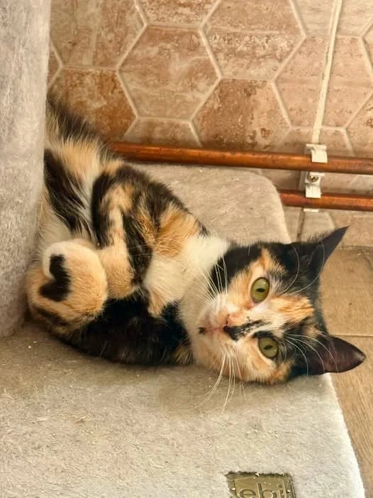 Dolly, female young Mixed Breed for adoption at Seelenkatzen e.V., Barsinghausen
