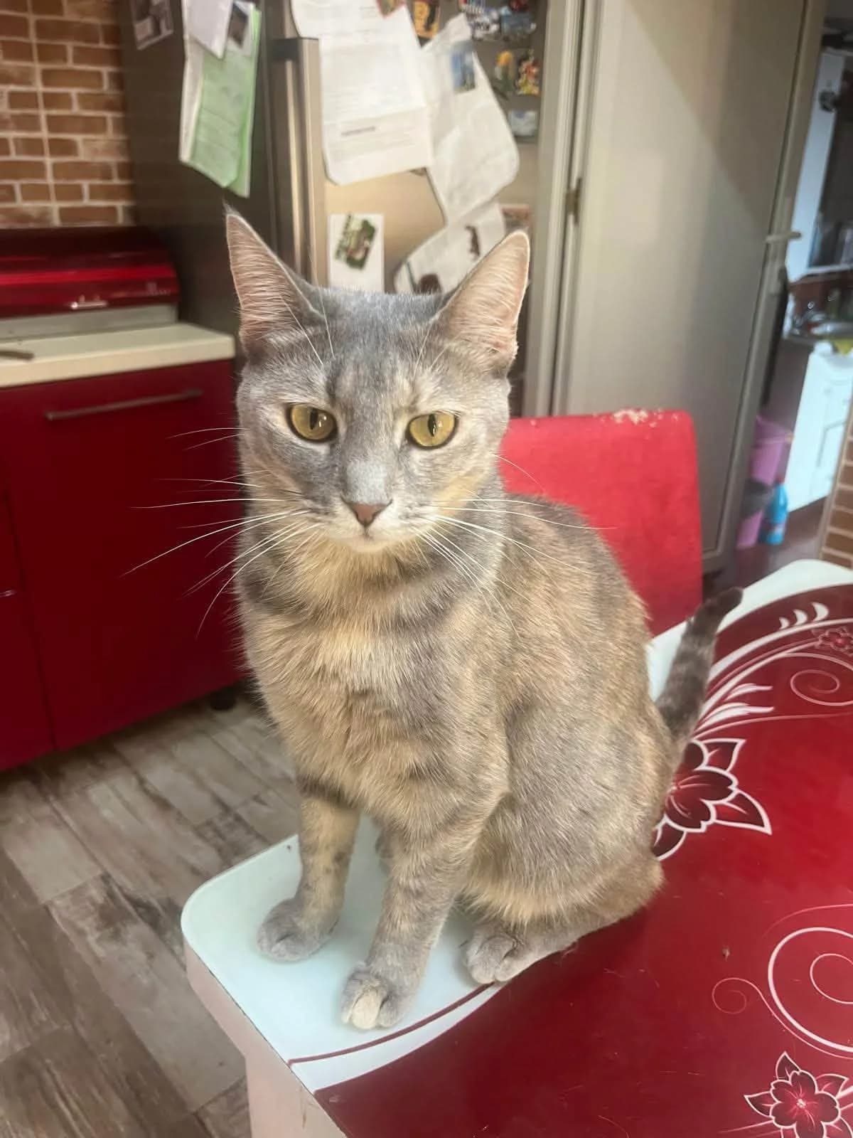 Elany, female young Mixed Breed for adoption at Seelenkatzen e.V., Barsinghausen
