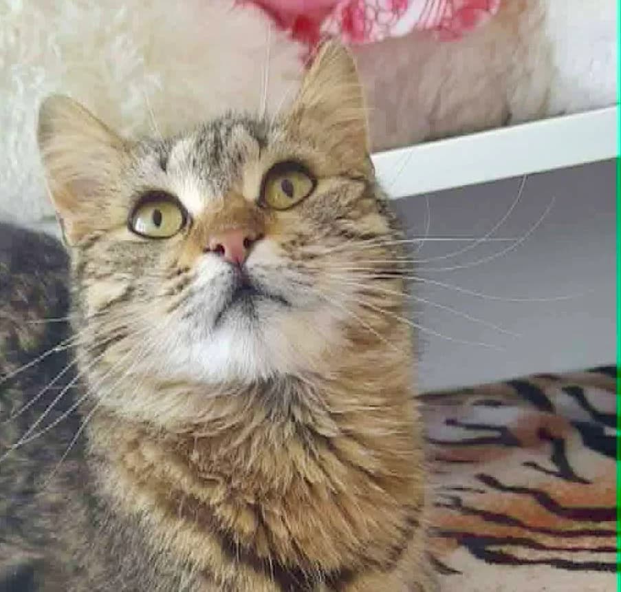 Frieda, female Mixed Breed for adoption at Seelenkatzen e.V., Barsinghausen