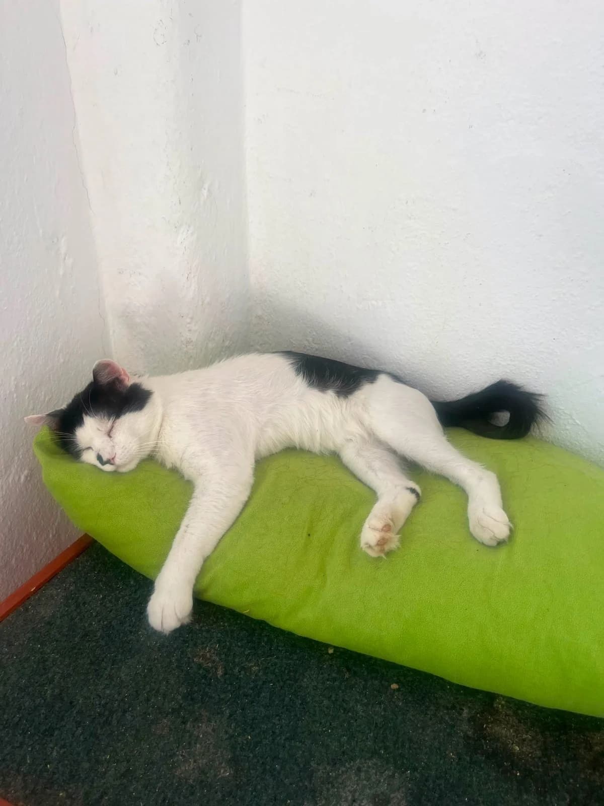Leo, male 3yo Mixed Breed for adoption at Seelenkatzen e.V., Barsinghausen
