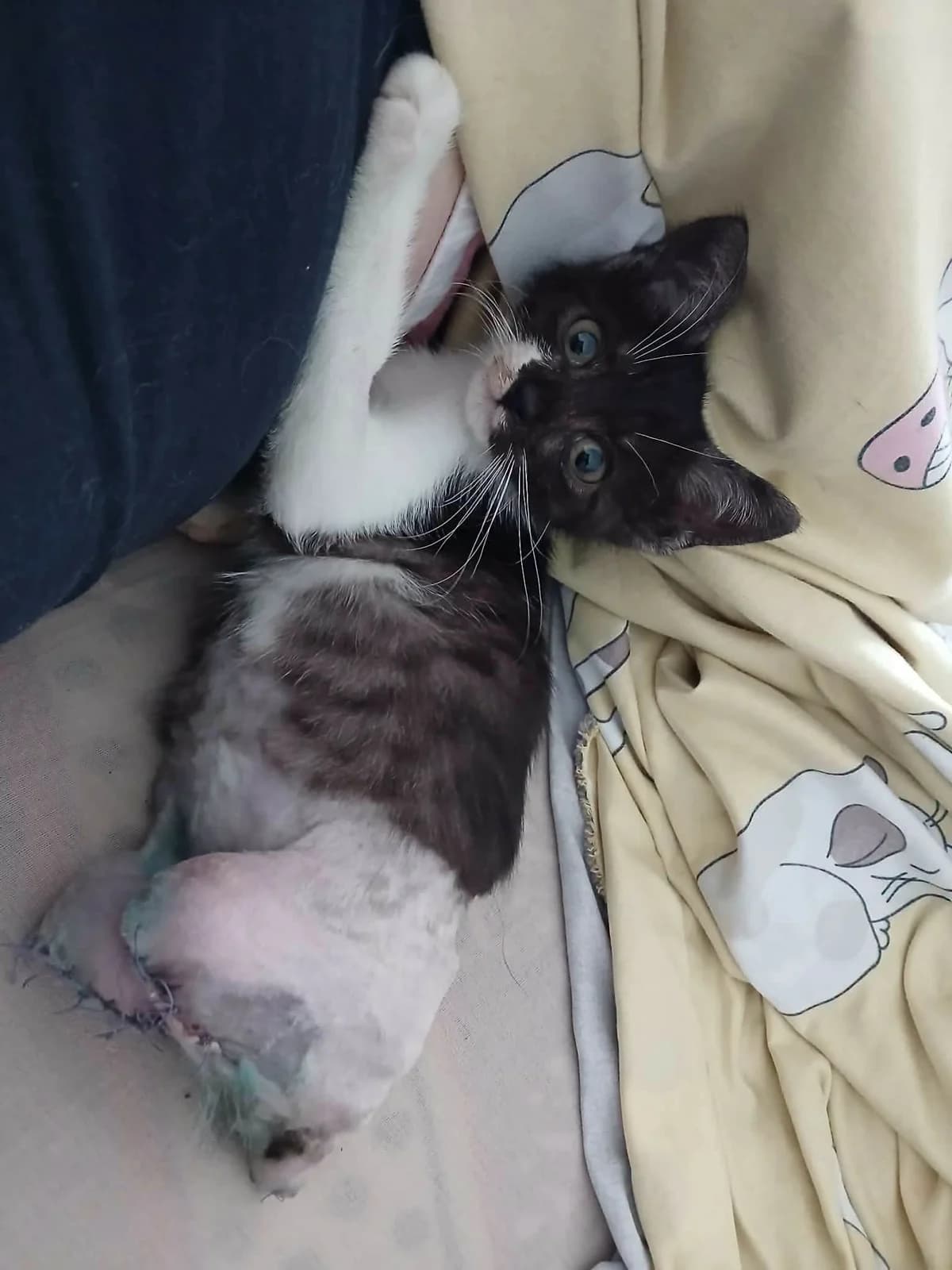 Lieutenant Dan, male puppy Mixed Breed for adoption at Seelenkatzen e.V., Barsinghausen