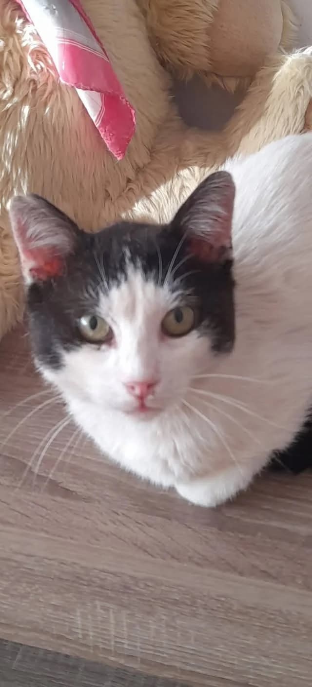 Luigi, male Mixed Breed for adoption at Seelenkatzen e.V., Barsinghausen