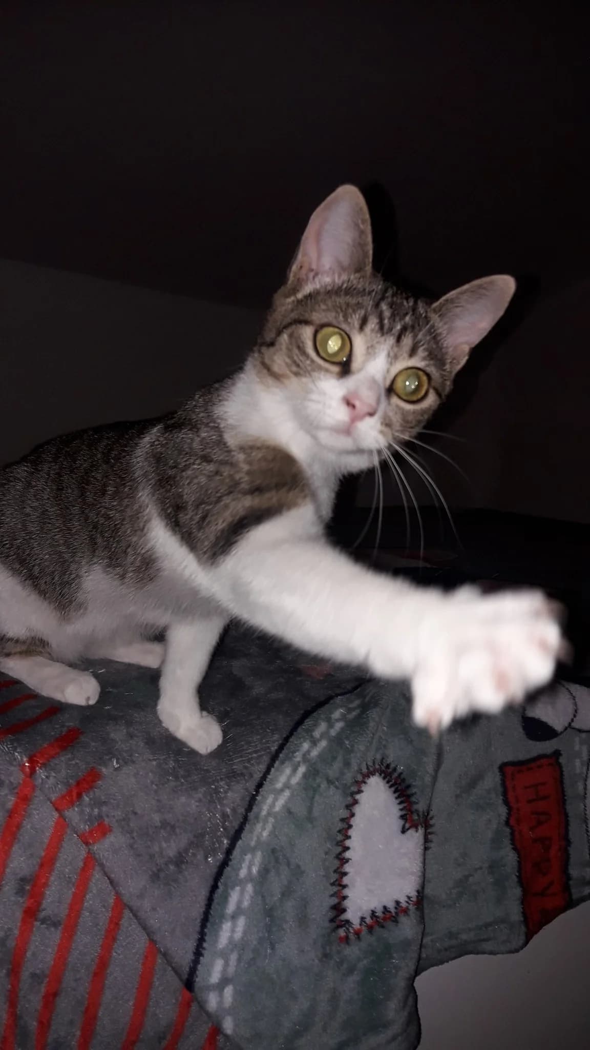Maya, female young Mixed Breed for adoption at Seelenkatzen e.V., Barsinghausen