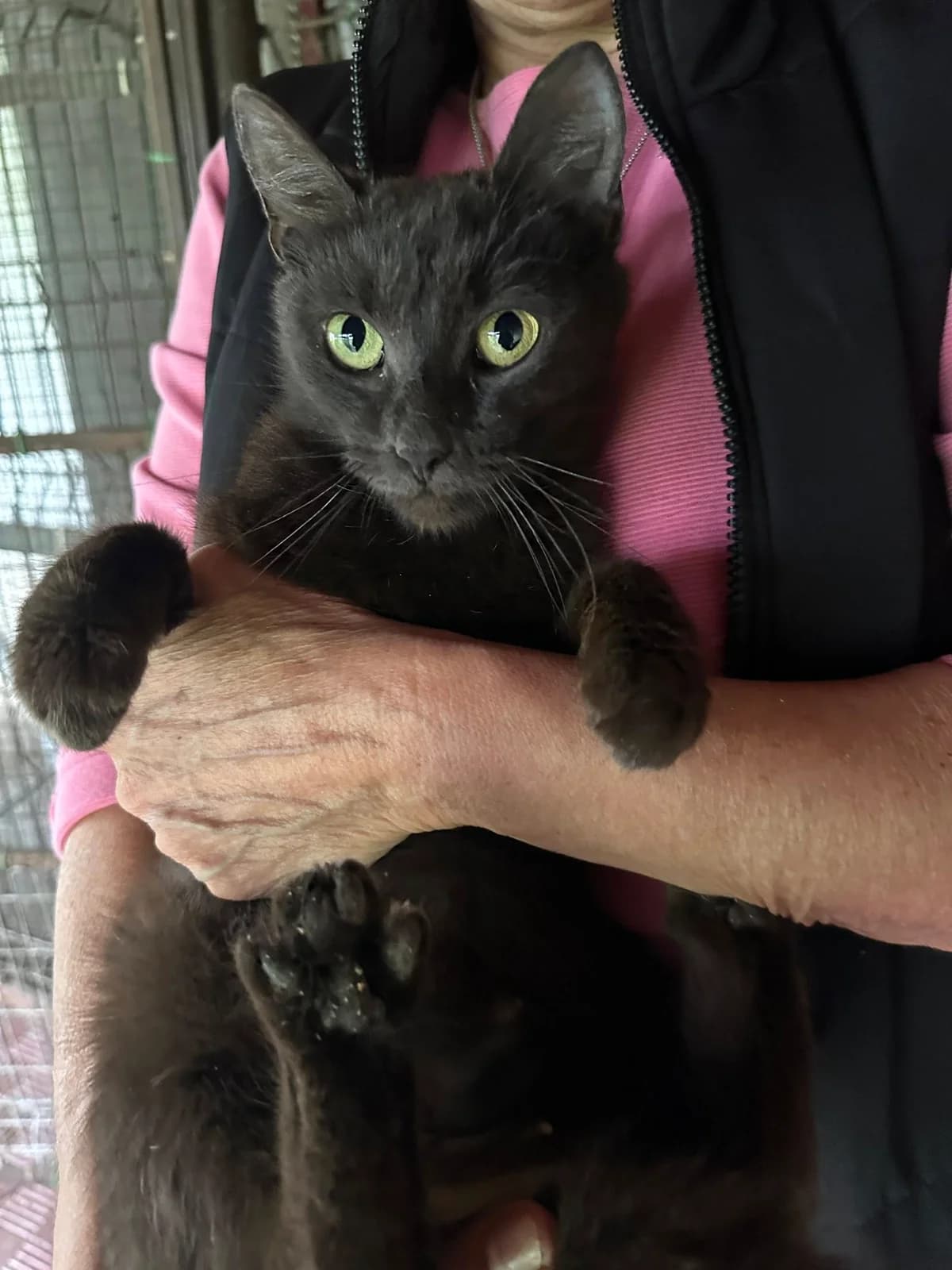 Medea, female Mixed Breed for adoption at Seelenkatzen e.V., Barsinghausen