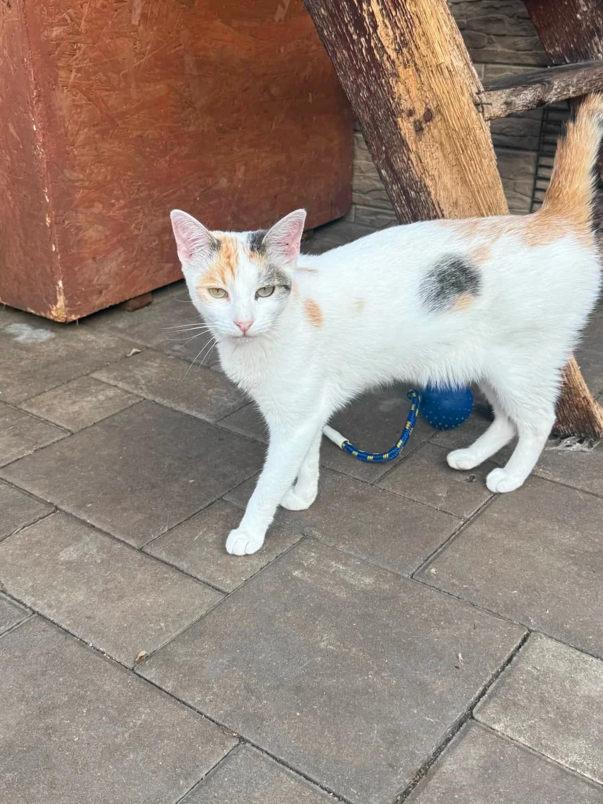 Mila II, female young Mixed Breed for adoption at Seelenkatzen e.V., Barsinghausen