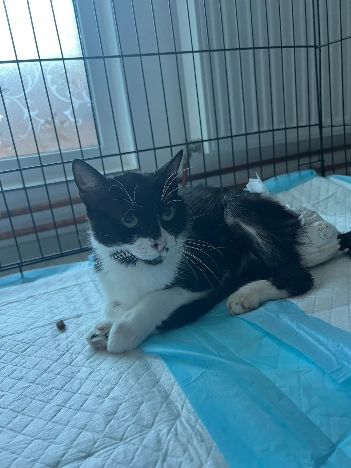 Nessrin, female 3yo Mixed Breed for adoption at Seelenkatzen e.V., Barsinghausen