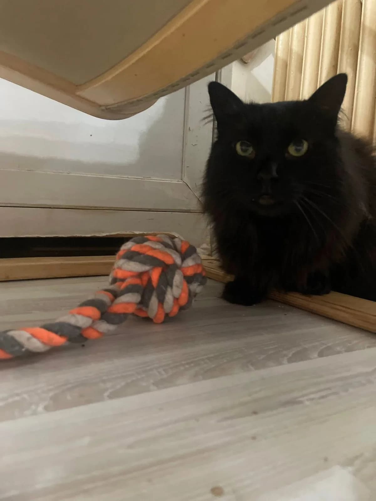 Oshi, male 7yo Mixed Breed for adoption at Seelenkatzen e.V., Barsinghausen