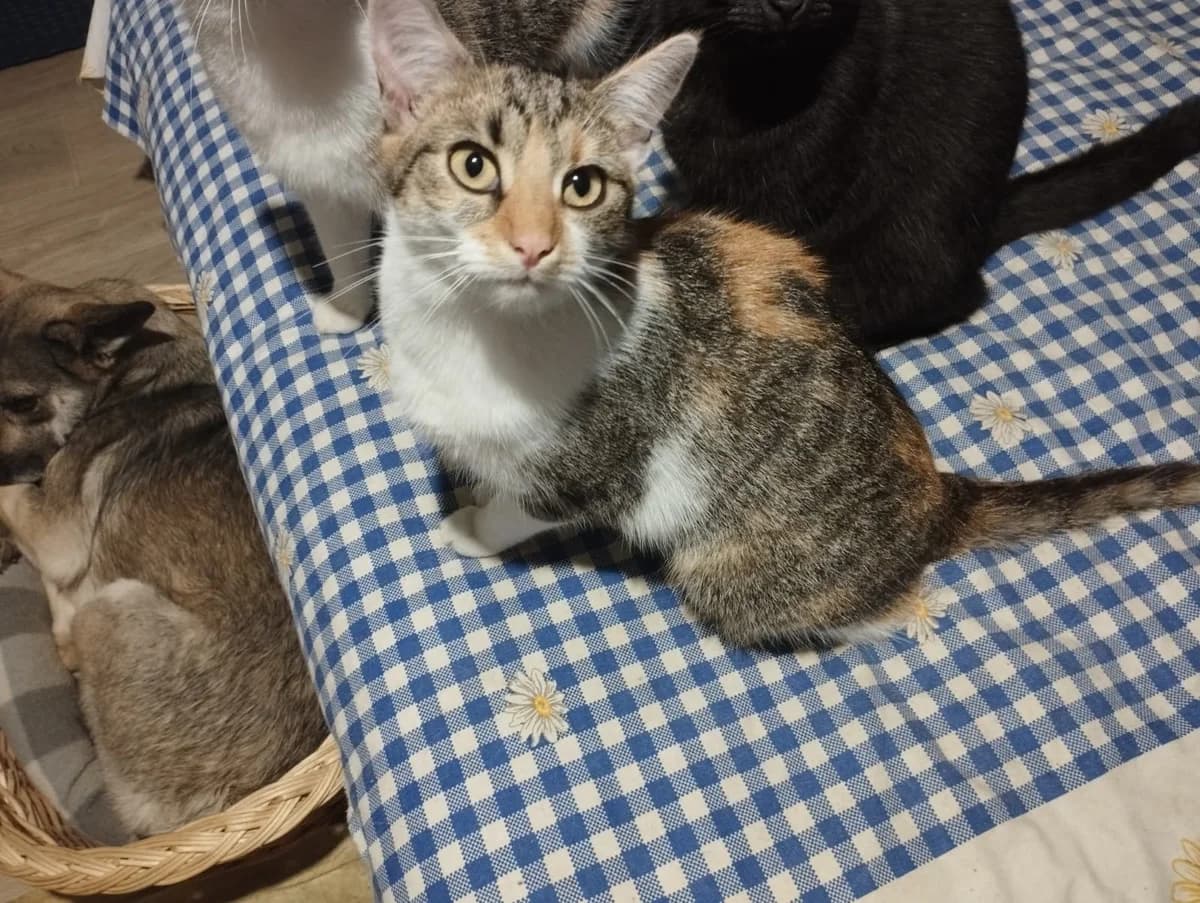 Peggy, female Mixed Breed for adoption at Seelenkatzen e.V., Barsinghausen