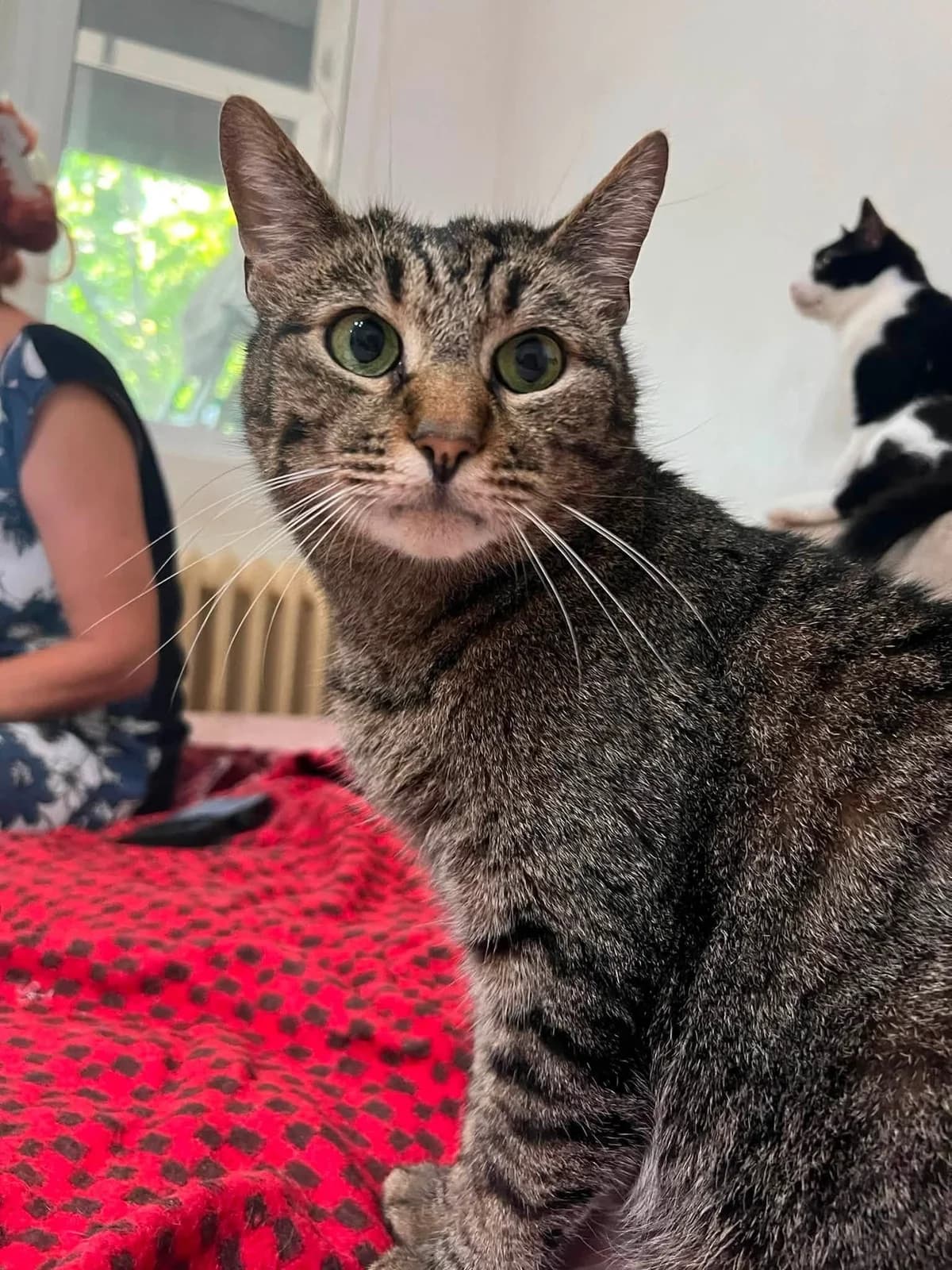Robin, male 7yo Mixed Breed for adoption at Seelenkatzen e.V., Barsinghausen