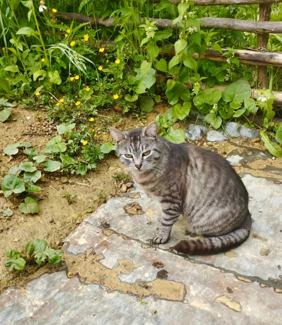 Rosalie, female young Mixed Breed for adoption at Seelenkatzen e.V., Barsinghausen