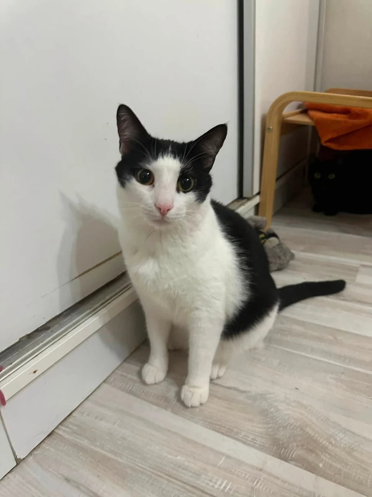 Sam, male 3yo Mixed Breed for adoption at Seelenkatzen e.V., Barsinghausen