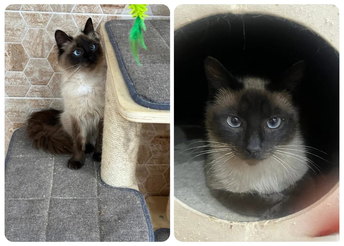 Soraya & Pearl, female Mixed Breed for adoption at Seelenkatzen e.V., Barsinghausen
