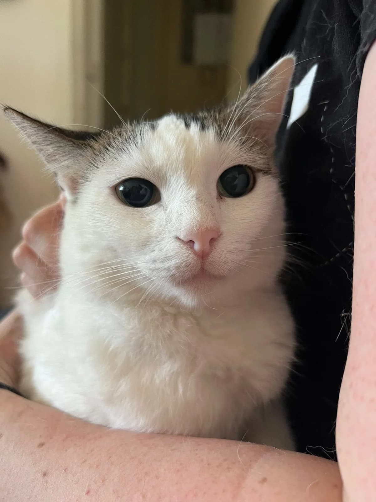 Stine, female Mixed Breed for adoption at Seelenkatzen e.V., Barsinghausen