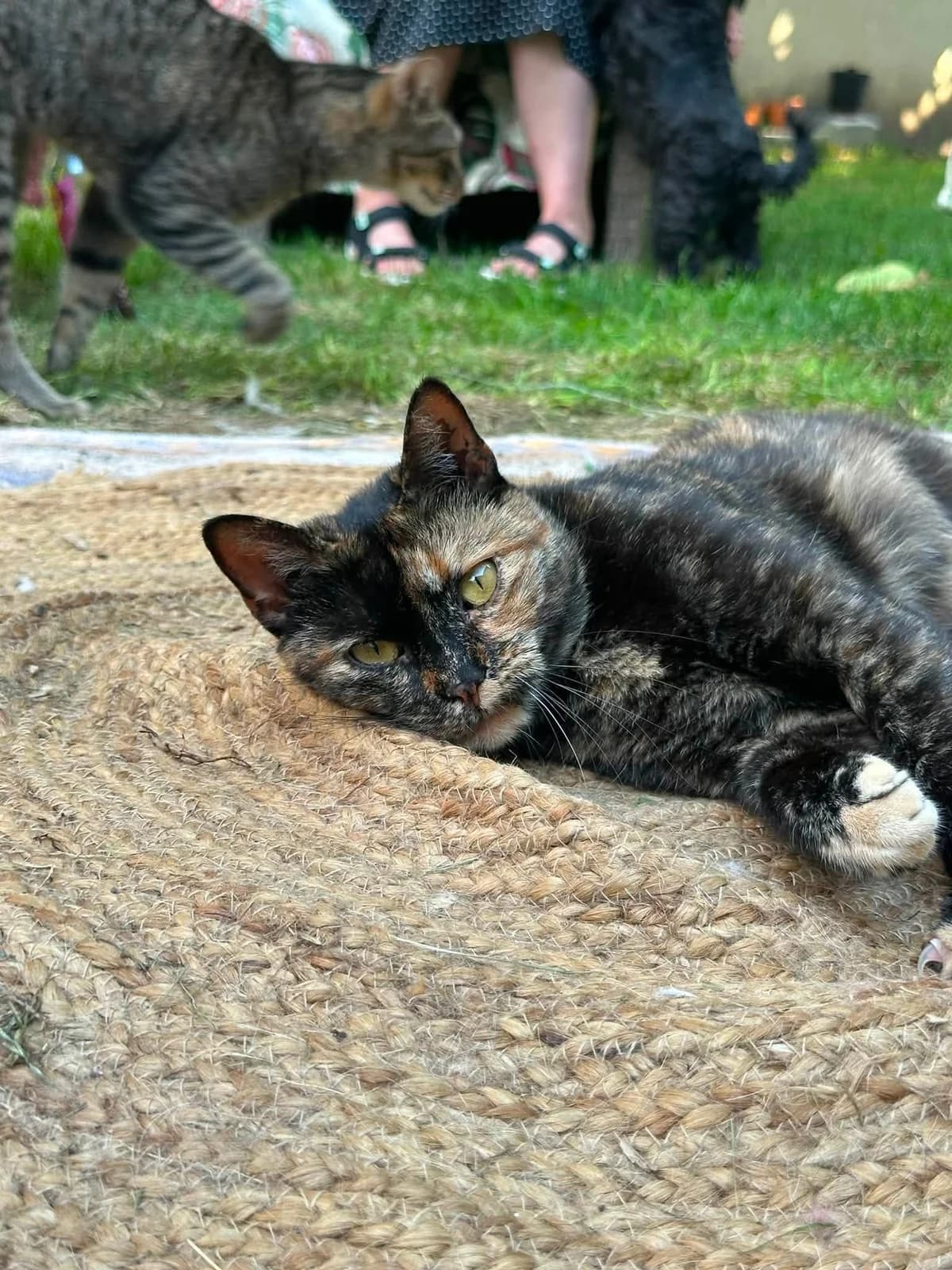Sweetie Pie, female young Mixed Breed for adoption at Seelenkatzen e.V., Barsinghausen