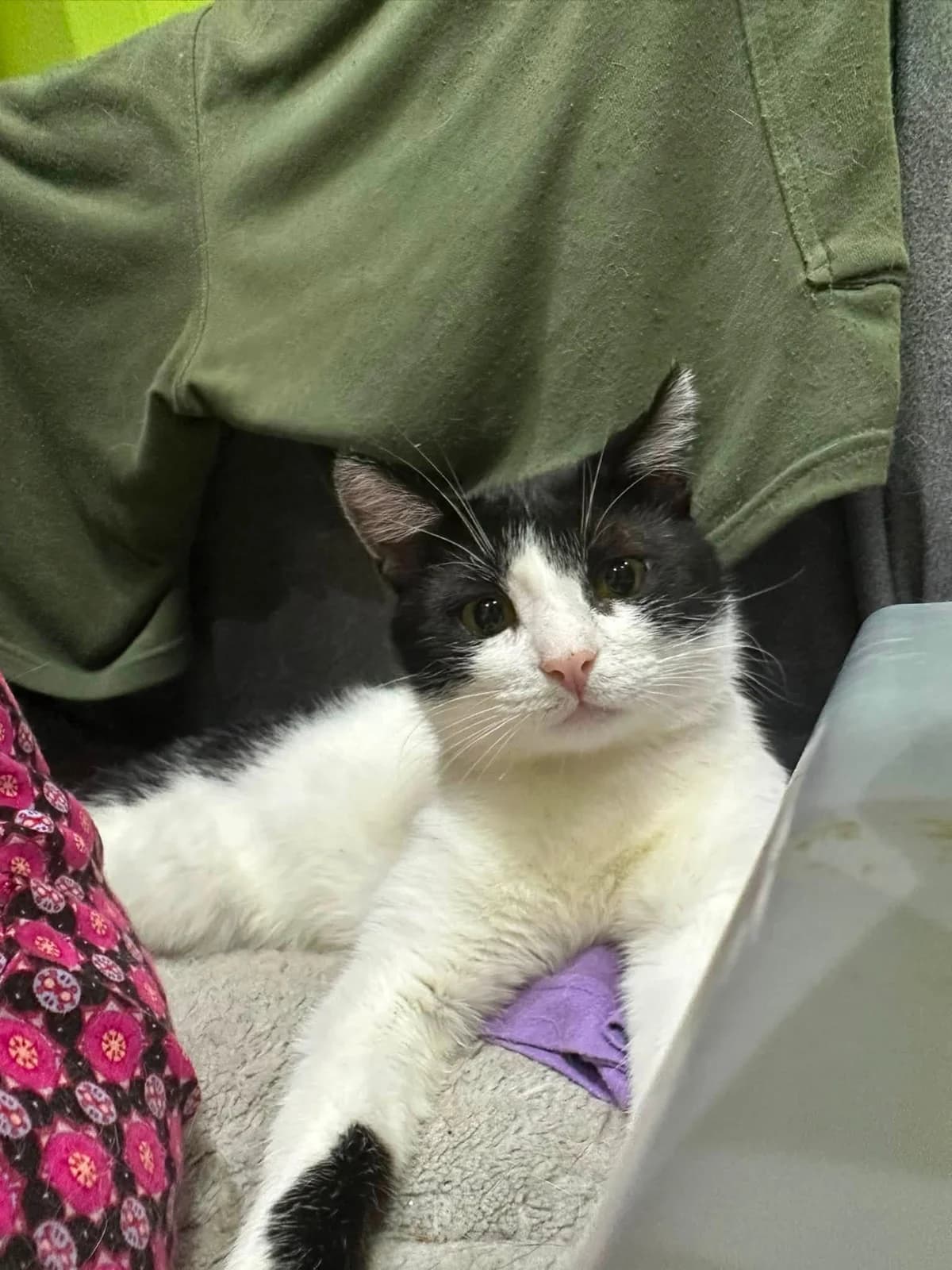 Thommy, male Mixed Breed for adoption at Seelenkatzen e.V., Barsinghausen