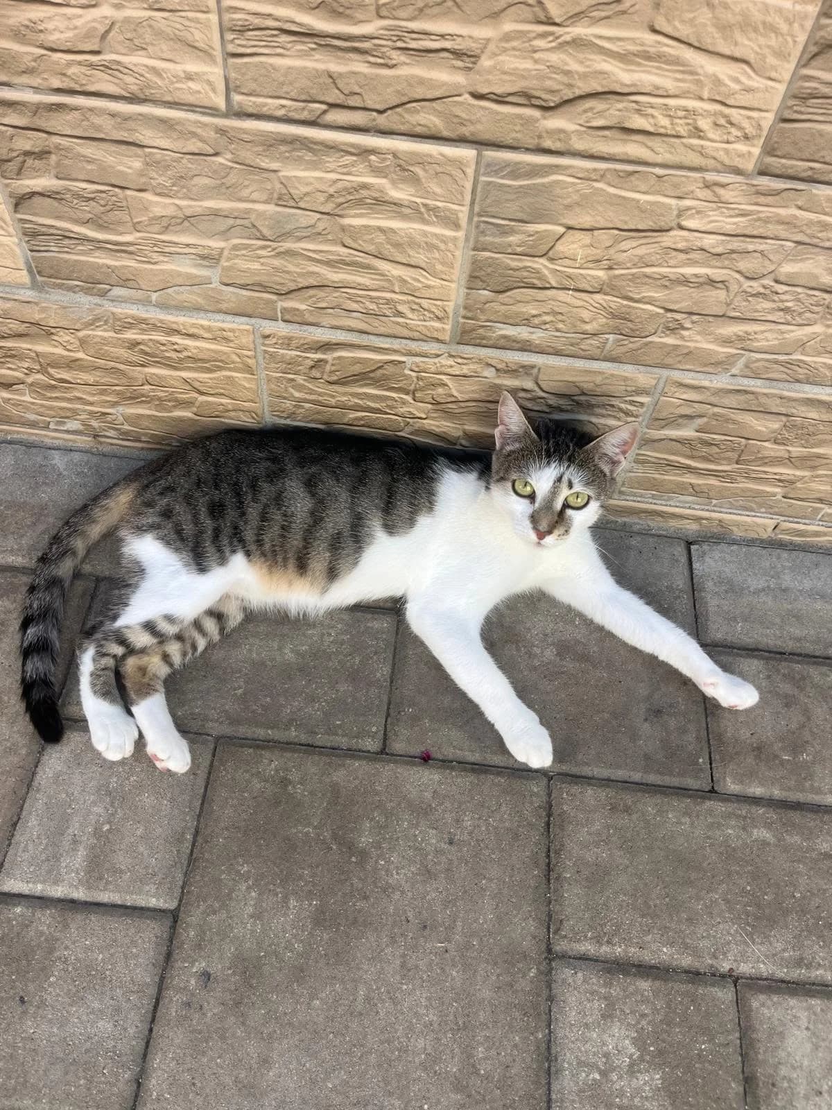 Vera, female young Mixed Breed for adoption at Seelenkatzen e.V., Barsinghausen