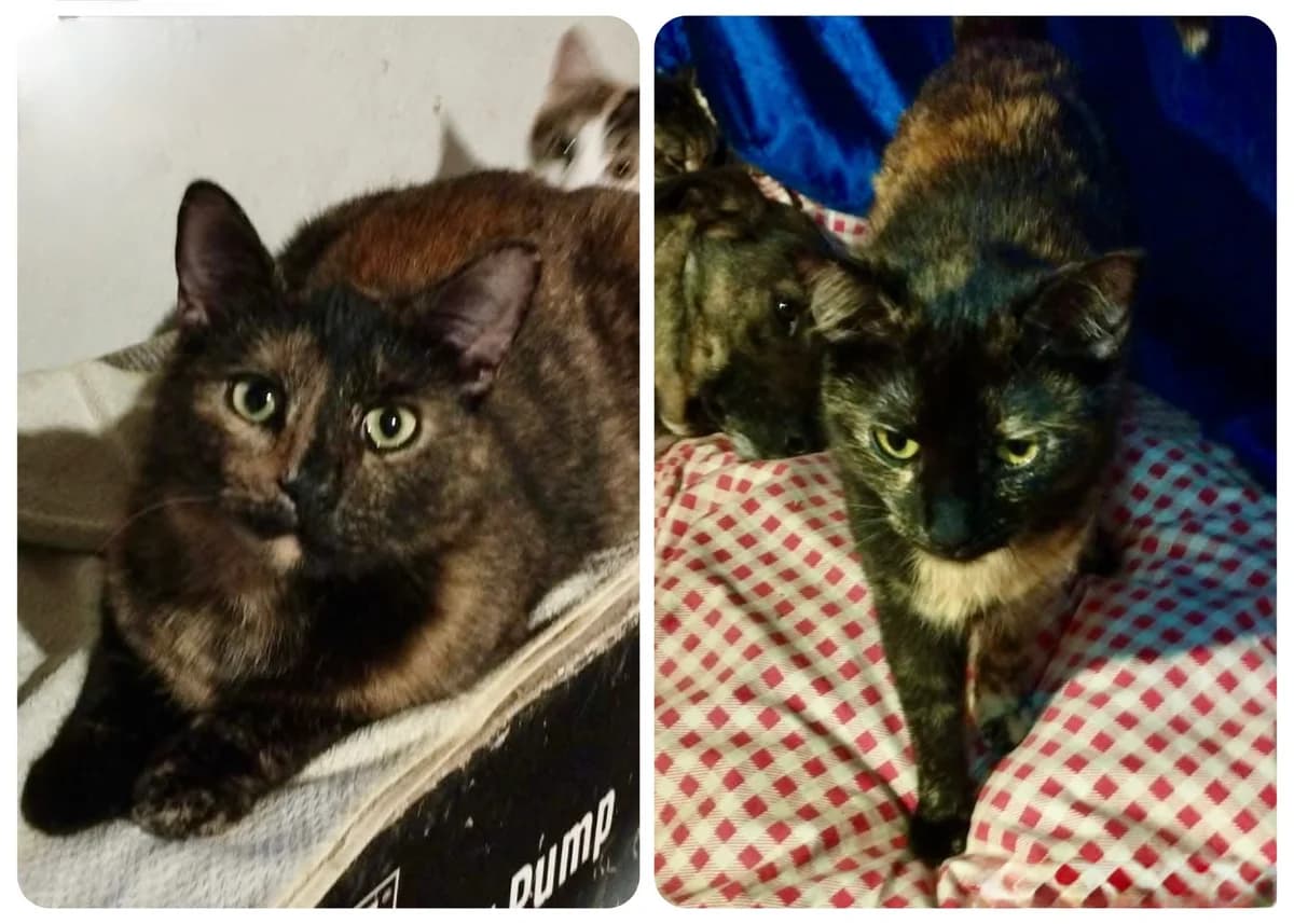 Zana & Kaia, female young Mixed Breed for adoption at Seelenkatzen e.V., Barsinghausen