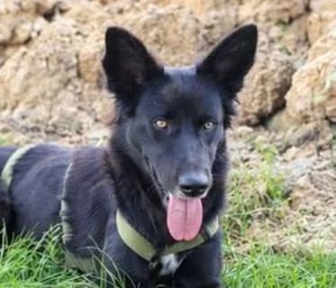 LILITH, schwarz female young German Shepherd for adoption at Seelentiere e.V.
