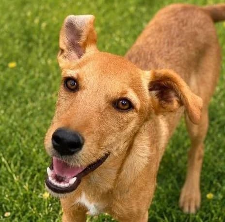 CINNAMON, braun female puppy Mixed Breed for adoption at Seelentiere e.V.