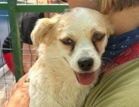 JULI, weiß-beige female young Mixed Breed for adoption at Seelentiere e.V.