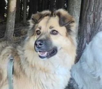 LUNA, tricolor female senior Mixed Breed for adoption at Seelentiere e.V.