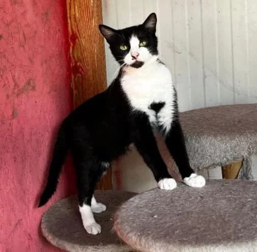 MABEL, schwarz-weiß female 3yo Mixed Breed Cat for adoption at Seelentiere e.V.
