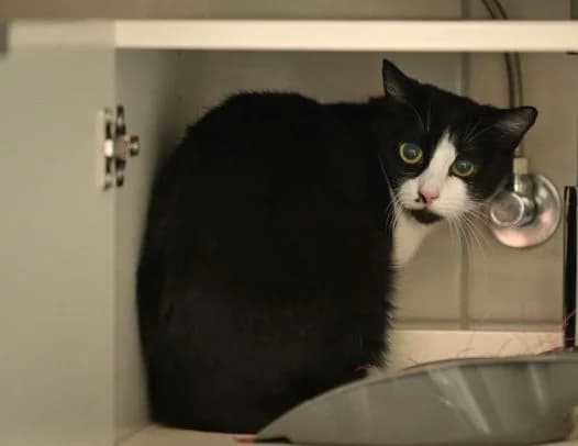 MABEL, schwarz-weiß female 3yo Mixed Breed Cat for adoption at Seelentiere e.V.