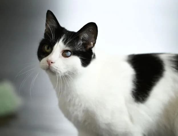 MILO, weiß-schwarz male 3yo Mixed Breed Cat for adoption at Seelentiere e.V.