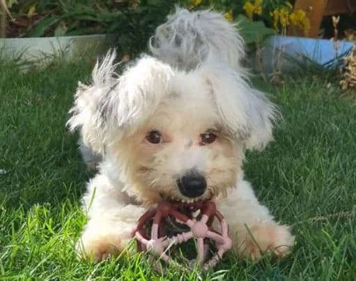 YUKI, weiß female young West Highland White Terrier for adoption at Seelentiere e.V.