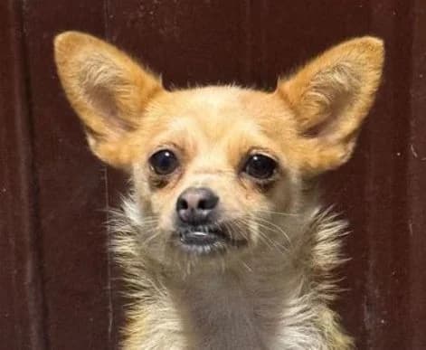 PEPA, braun female young Chihuahua for adoption at Seelentiere e.V.