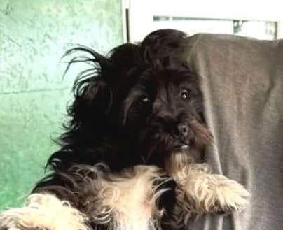 PEBBLES, schwarz-weiß female puppy Mixed Breed for adoption at Seelentiere e.V.
