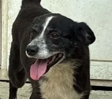 LUCY, schwarz-weiß female 6yo Mixed Breed for adoption at Seelentiere e.V.
