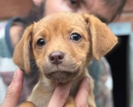 SMILLA, braun female puppy Mixed Breed for adoption at Seelentiere e.V.