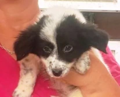 ELLA, weiß-schwarz female puppy Mixed Breed for adoption at Seelentiere e.V.