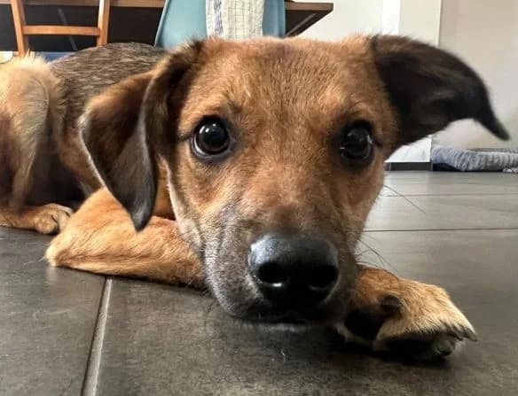 LEVI, braun male puppy Mixed Breed for adoption at Seelentiere e.V.