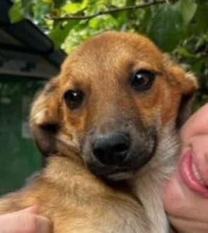 LEVI, braun male puppy Mixed Breed for adoption at Seelentiere e.V.
